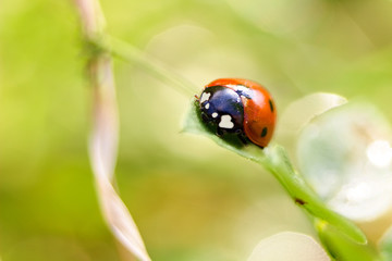 Ladybug, sweet bud for nature background.