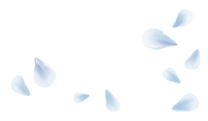 White Blue flying petals isolated on White background. Sakura Roses petals. Vector