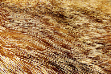 Texture of raccoon fur. Selective focus