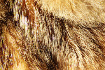 Texture of raccoon fur. Selective focus