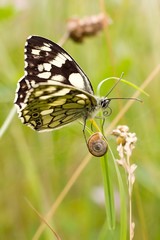 Butterfly and little snail.