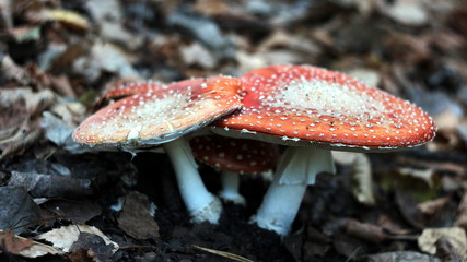toadstools peeping through fallen leaves in autumn forest. Father-mushroom and Mother-mushroom guard children)