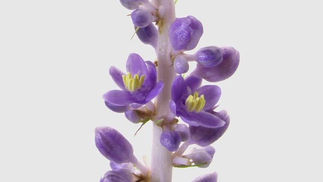 開花タイムラプス　シラン