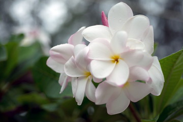 Frangipani (plumeria)