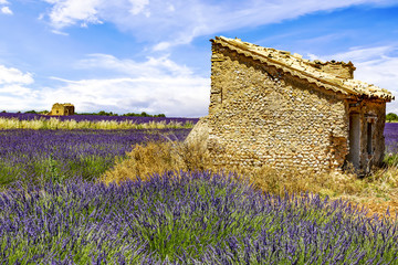 Ruin in blooming lavender field