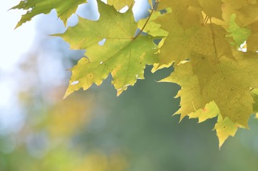 Detail photo of yellow and green maple leaves on autumn blurred background.