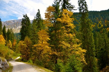  Mountain road/path/way surrounded by autumn colorful deciduous trees and conifers. Horizontal view from Austrian Alps, Lofer area. October sunny afternoon.