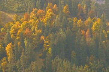 Abstract photo of colourful autumn forest (deciduous trees - yellow, orange, green, brown), top view. Austria Alps, national park.