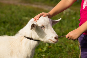 Goat And Baby. Little Girl Holding Leash And Stroking Goat On Meadow In Summer Sunny Day Close Up.