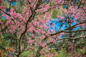 Wild Himalayan Cherry with blue sky and cloud background