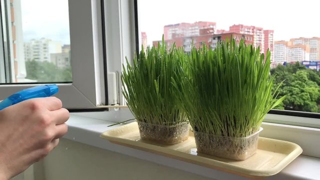 Growing green grass on the window watering hand manual with drops of water drizzling rain micro forest vitraise grass city background motion clip green food homemade made genuine on the window house