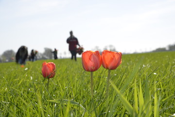 Picking Tulips in a field with grass and flowers