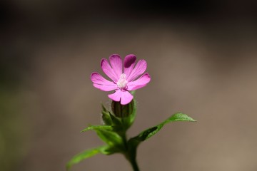 Flower of a red campion