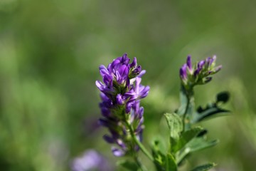 Alfalfa or Lucerne flowers