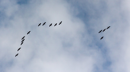 A flock of common cranes blue sky flying grus grus
