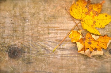 Two yellow maple leaves on the old wooden board. Beautiful autumn background, wallpaper, postcard, greetings card. Space for text.