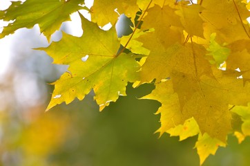 Detail photo of yellow and green maple leaves on autumn blurred background.