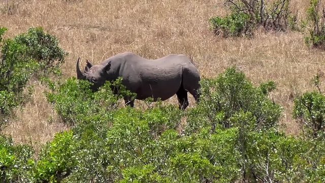 rare sighting of the black rhino in masai mara in kenya