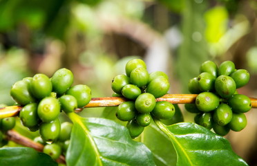 Coffee - green Arabica beans