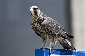 June 2017 Windsor, ON Canada - Juvenile Peregrine Falcon