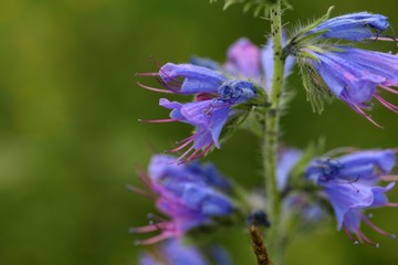 Flowers of a blueweed or viper bugloss