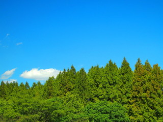 Obraz premium 秋空とメタセコイア林