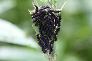 Caterpillars of the European Peacock