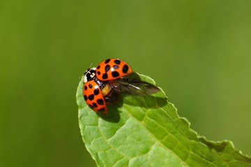 Fototapeta premium Ladybug (Harmonia axyridis)