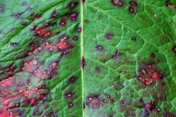 Colored leaf with a fungi infection.