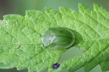 Green tortoise beetle (Cassida viridis)