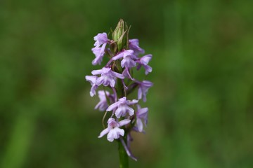 Fragrant orchid (Gymnadenia conopsea)
