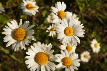 Fototapeta premium White or common or lawn or english daisy or bellis perennis flower