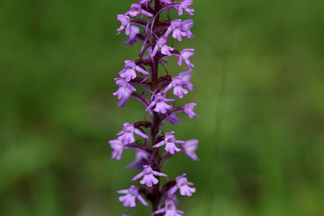 Fragrant orchid (Gymnadenia conopsea)