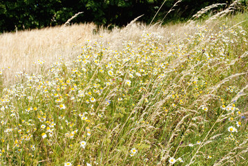 Obraz premium Field of Wheat and Cornflowers