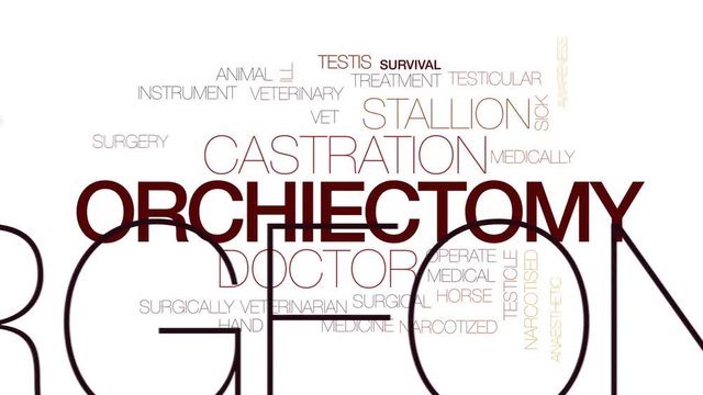 Orchiectomy animated word cloud, text design animation. Kinetic typography.