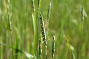 Green Spelt or dinkel wheat