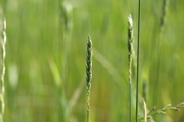Green Spelt or dinkel wheat