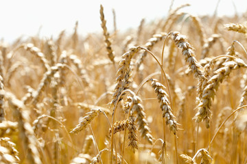 Closeup of Rye in a Field in Bohemia.