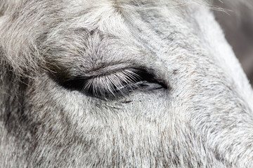 Fototapeta premium Closeup of a White Donkey Eye.