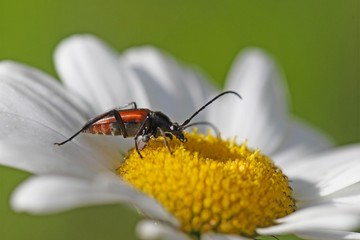 Flower longhorn beetle Stenurella melanura