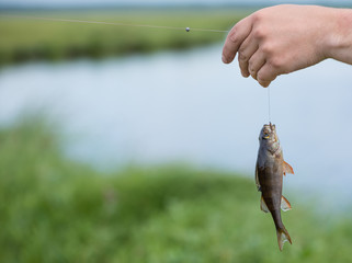 The fisherman holds the perch (Perca fluviatilis) in his hand. The caught fish (Percidae) is hooked on the line.  The bass (Perciformes) is in the background of the pond.  The fish swallowed the hook.
