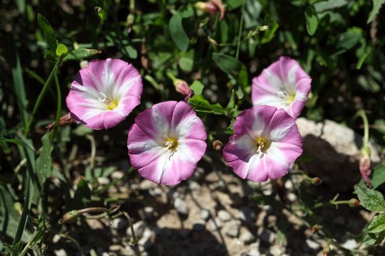 Flowering Field Bindweed