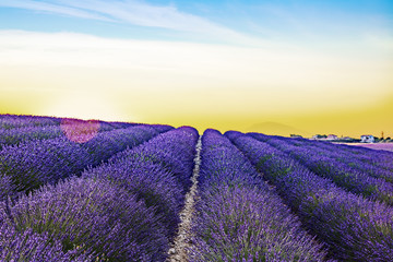 Fototapeta na wymiar Sunrise over blooming lavender fields