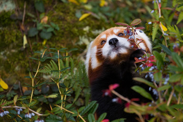 red panda