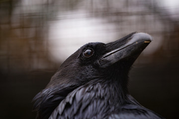 Raven´s head 