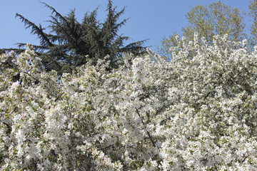 very nice view of cherry flower