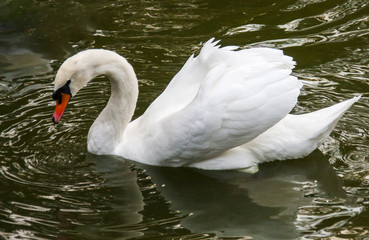 Naklejka premium Swan