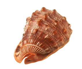 seashell