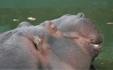 Hippopotamo (Hippopotamus Amphibius)
