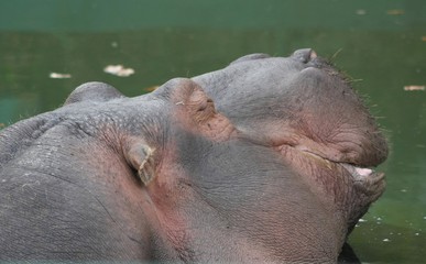 Naklejka premium Hippopotamo (Hippopotamus Amphibius)